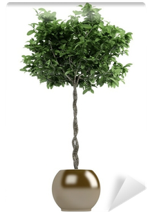 Guiana Chestnut (400x400), Png Download