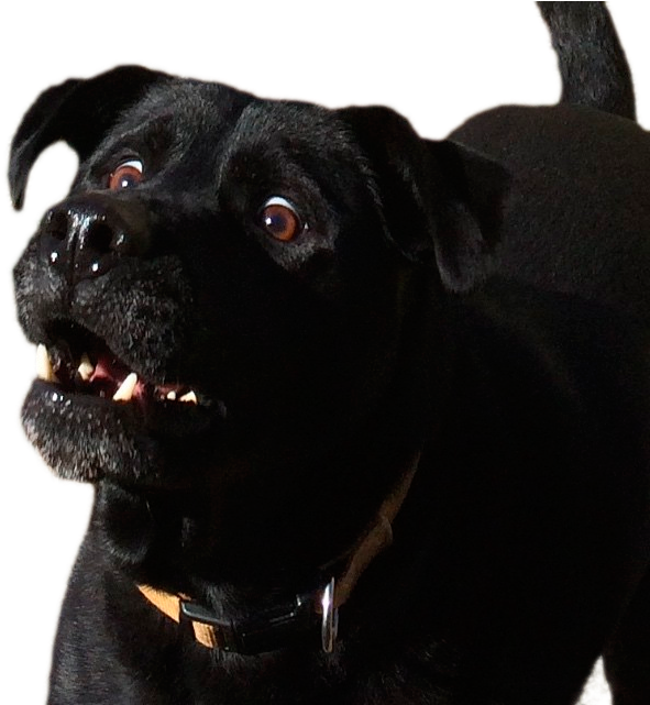 Surprised Dog - Dog (640x640), Png Download