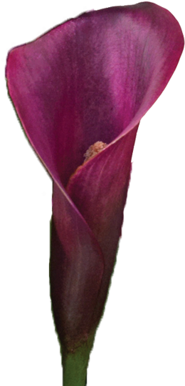 Colorful Calla Lilies Meaning Of Calla Lily Colors - Purple Calla Lily Png (280x616), Png Download