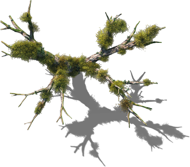 Download 06 Feb 2009 - Tree With Shadow Top View Png - HD Transparent