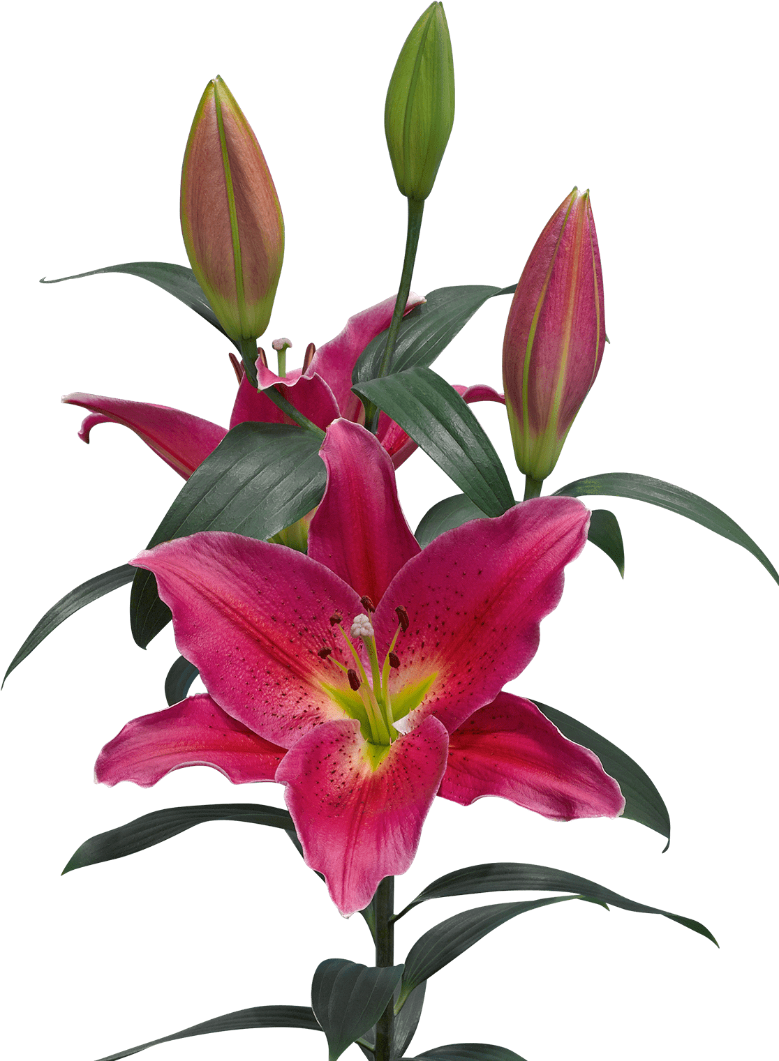 Color Availablity - Wholesaling (1200x1600), Png Download