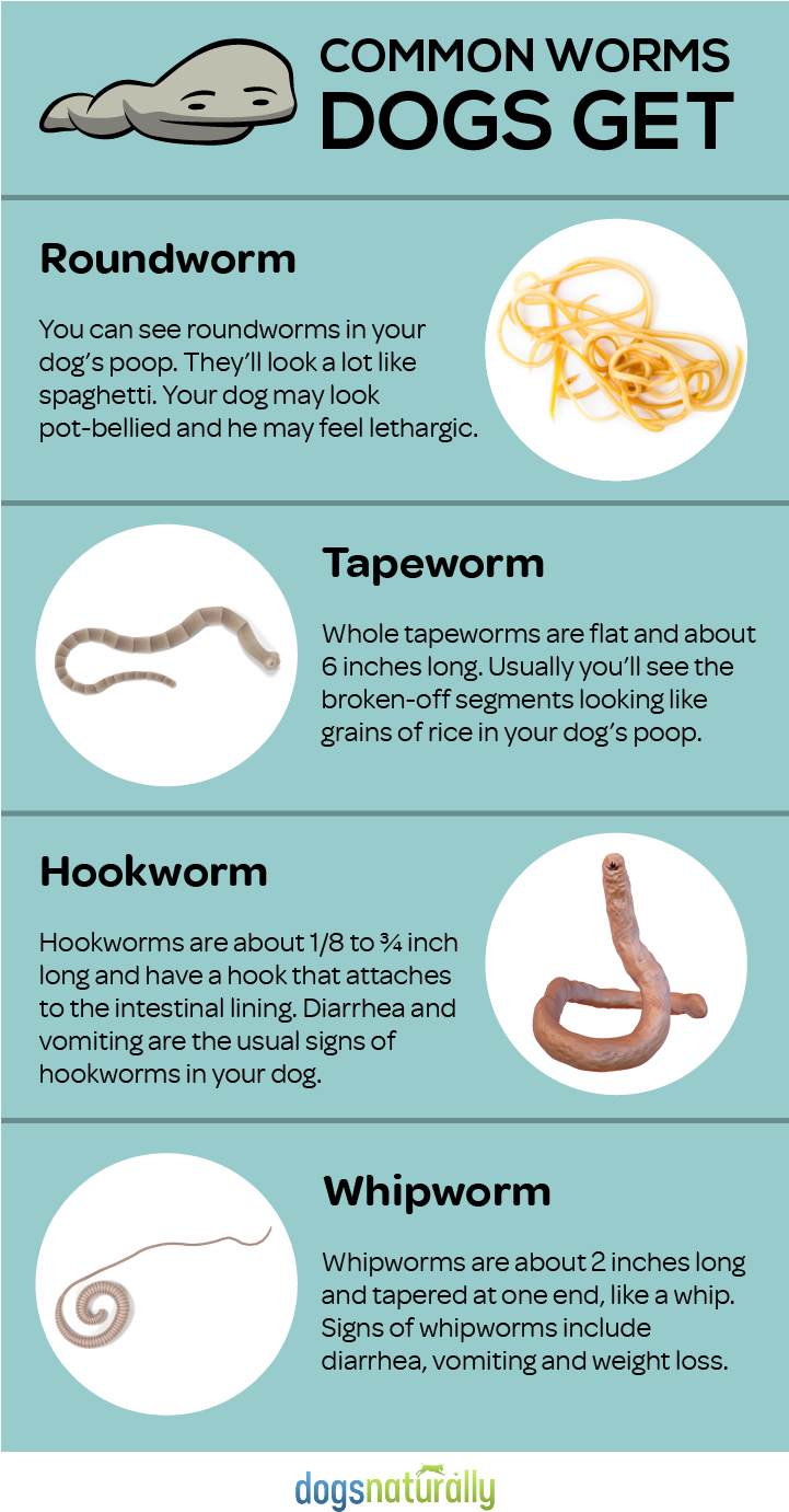Feed These Everyday Foods To Get Rid Of Dog Wormsfeed - Dog Worms (720x1396), Png Download