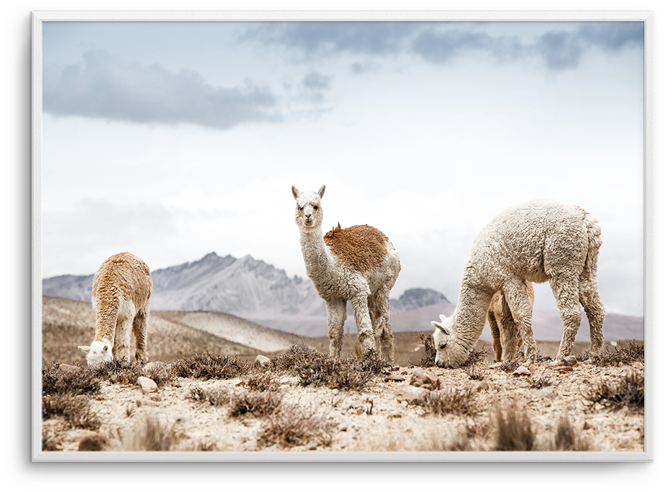 Mountain Llamas Ls (957x1181), Png Download