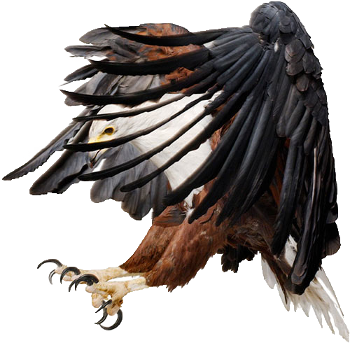 African Fish Eagle Art (500x490), Png Download