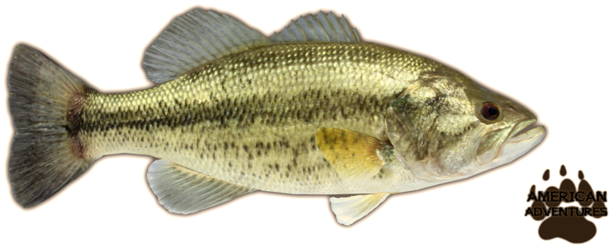 Large-mouth Bass - Largemouth Bass Png (1022x409), Png Download