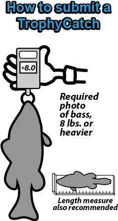 World Series Trophy Drawing - Bass (250x500), Png Download