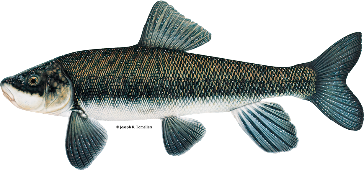 Chasmistes Brevirostris (1256x600), Png Download