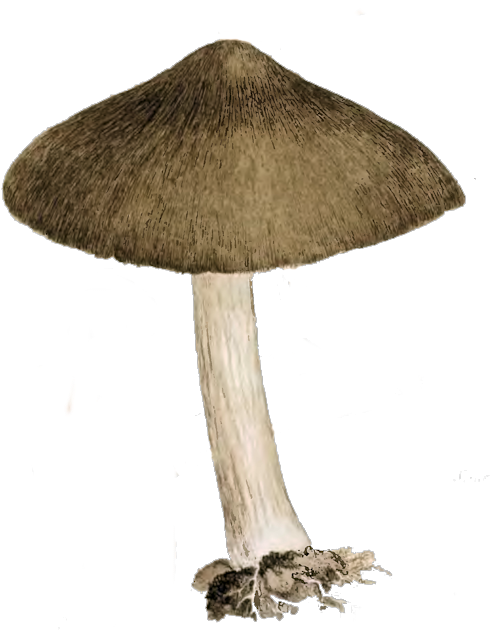 Brown And Cream Mushroom - Mushroom Vintage Png (519x630), Png Download