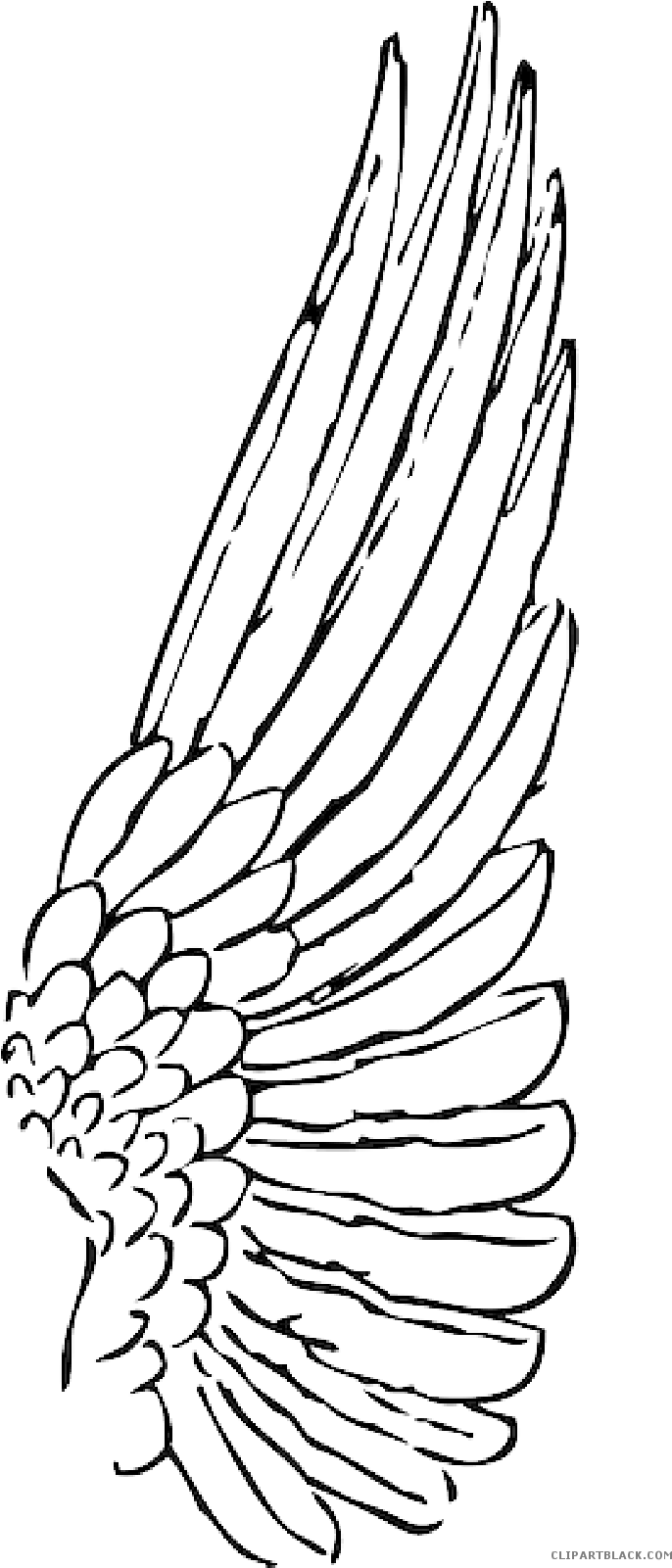 Feather Clipart Animal Feather Animal Transparent Free - Wing Clipart (800x1600), Png Download