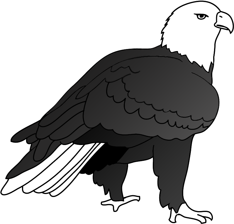 Eagle Drawing Outlined - Drawing Eagles (850x794), Png Download