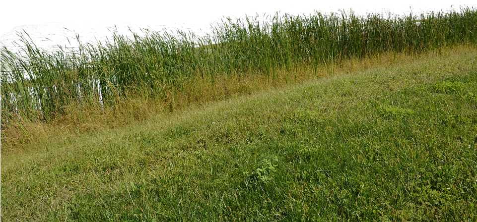 Grass, Grass No Background, Nature, Green, Plant - Lawn (960x640), Png Download