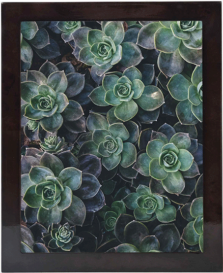 Best Sellers - Succulents Cactus Shower Curtain (600x560), Png Download