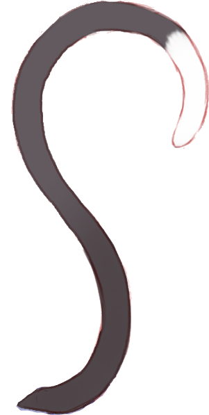 Кошачий Хвост Png (460x753), Png Download