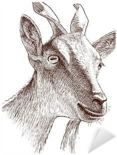 Mountain Goat (400x400), Png Download