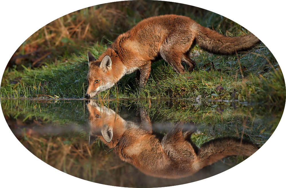 Red-fox - - Lisica U Sumi (998x656), Png Download
