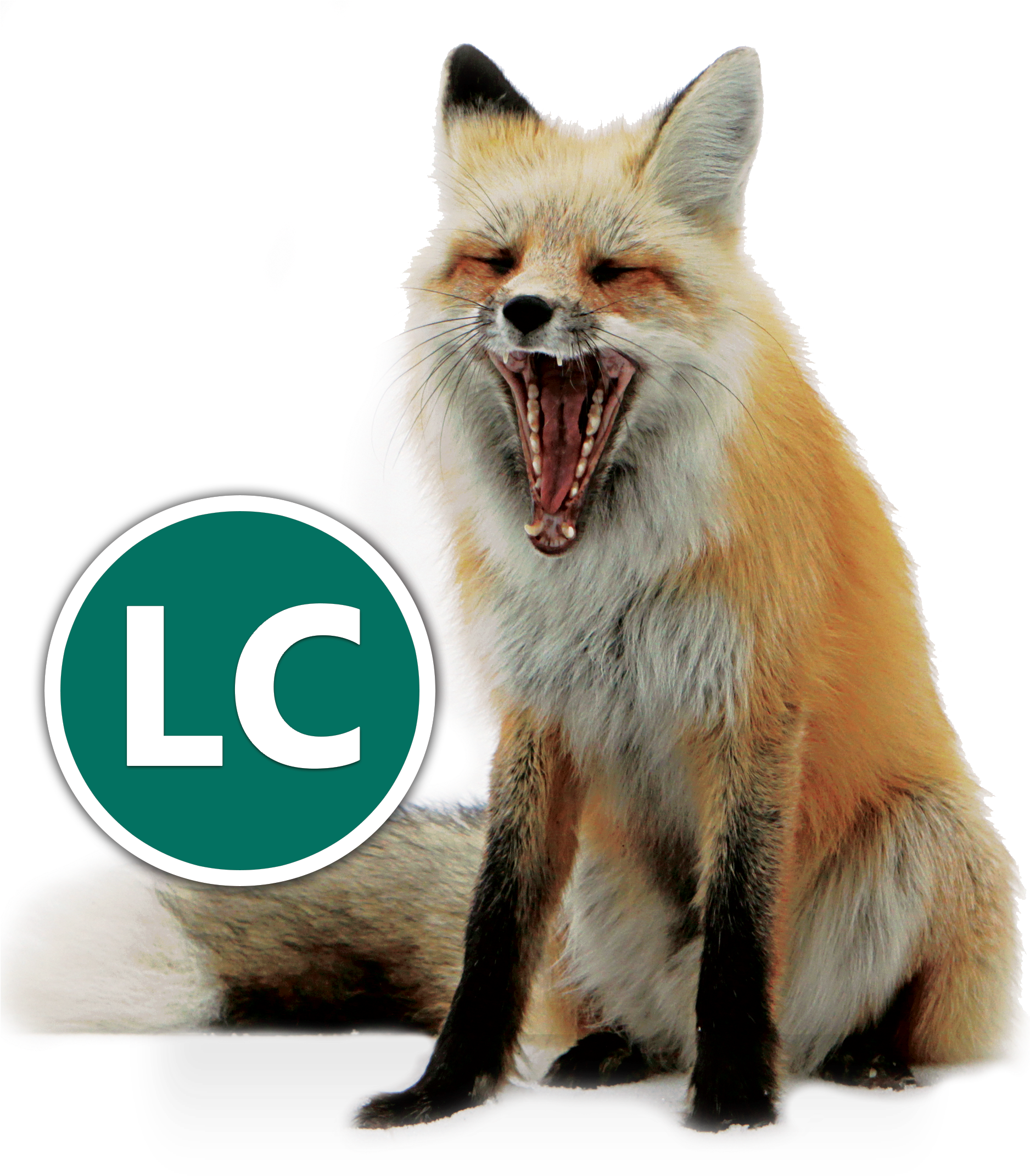 Red Fox Icon Conservation - Yellowstone National Park (1875x2266), Png Download