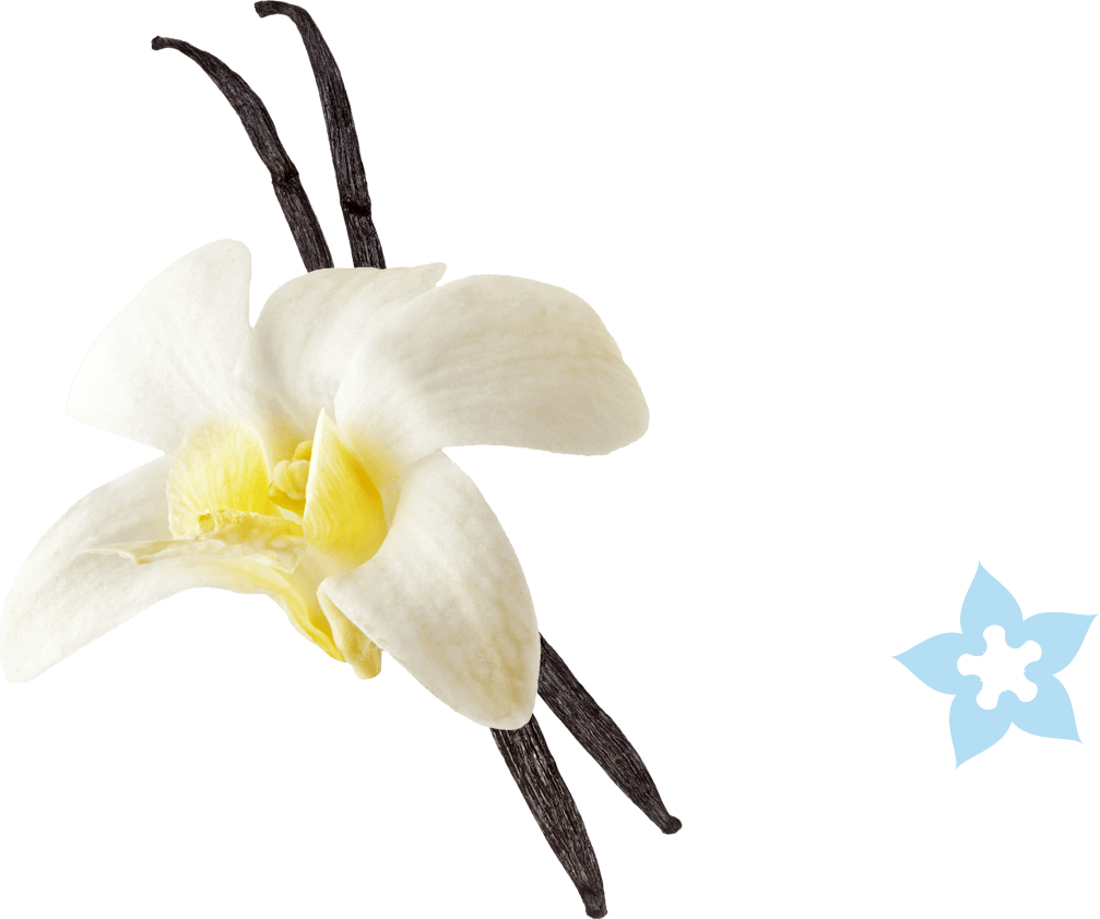 Vanilla Png (1007x842), Png Download