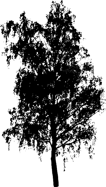Tree, Bush, Nature, Leaves, Trunk, Silhouette - Die Drachen Von Estya (363x640), Png Download