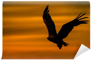 Eagle Silhouette Mounted Framed Print (203mm X 305mm (400x400), Png Download