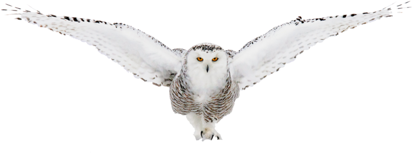 White Owls - Snowy Owl (850x461), Png Download