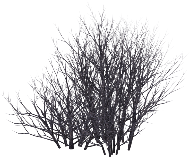 Download Bush Silhouette Png Png Black And White Shrubs HD