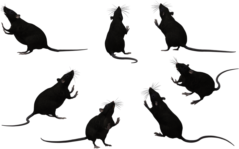 Rat Silhouette Png Png Royalty Free - Rats Black And White (1024x645), Png Download