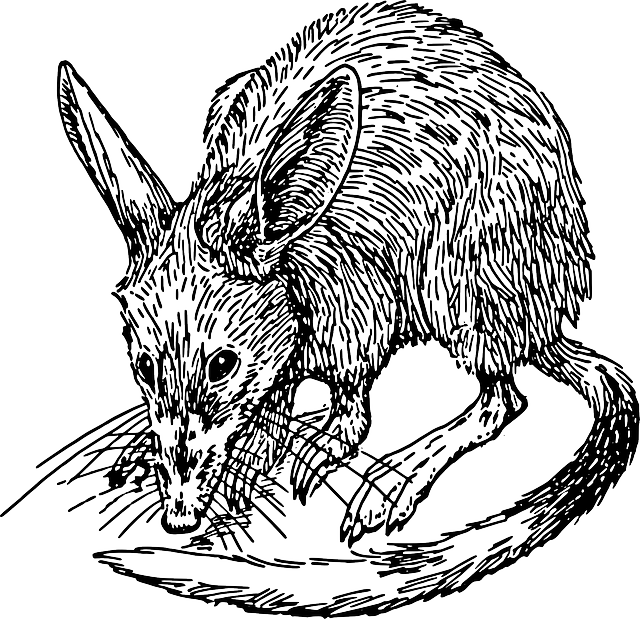 Mouse, Cartoon, Rat, Animal, Rodent, Tail, Fur - Bandicoot Clipart (640x619), Png Download