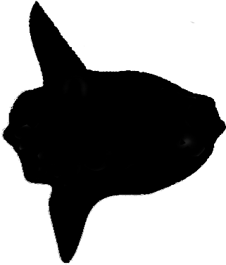 Splendid Mola - Mola Mola Fish Silhouette (384x418), Png Download