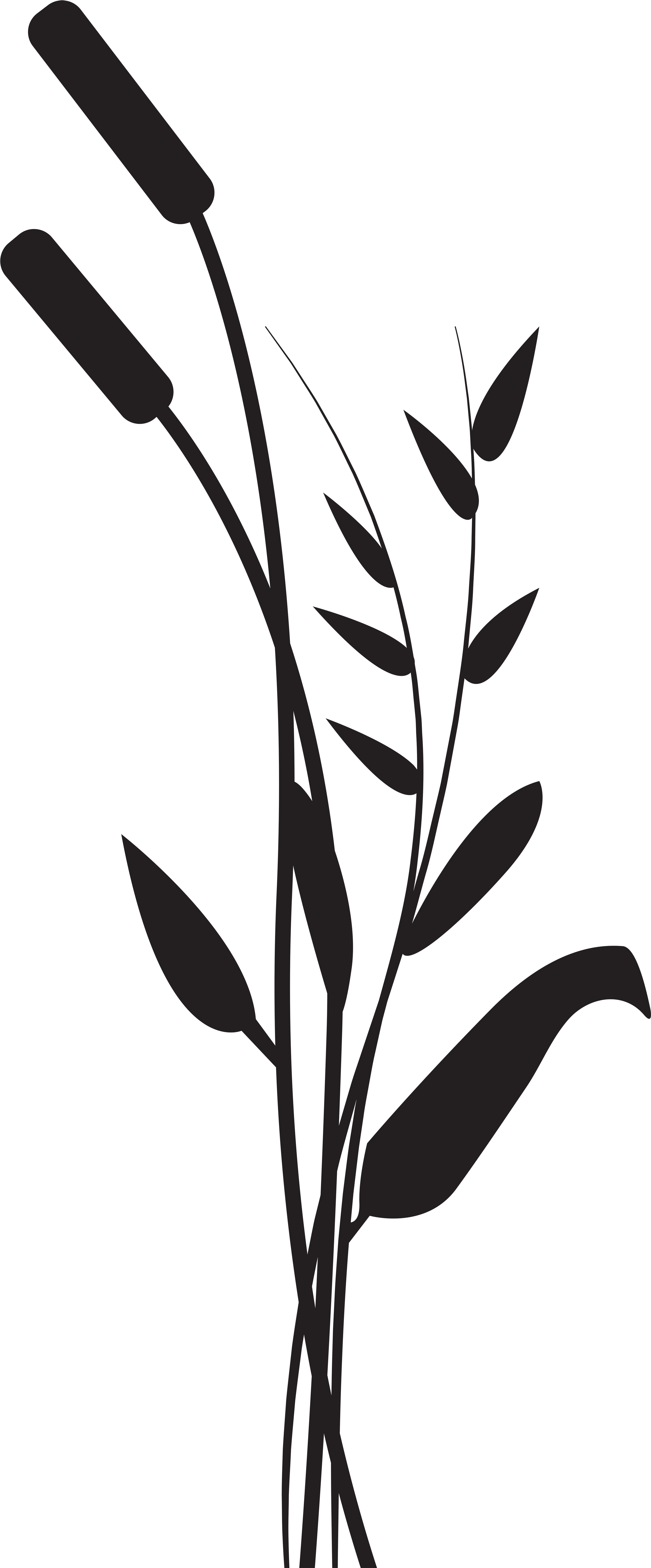 Bulrush Png (3378x8000), Png Download