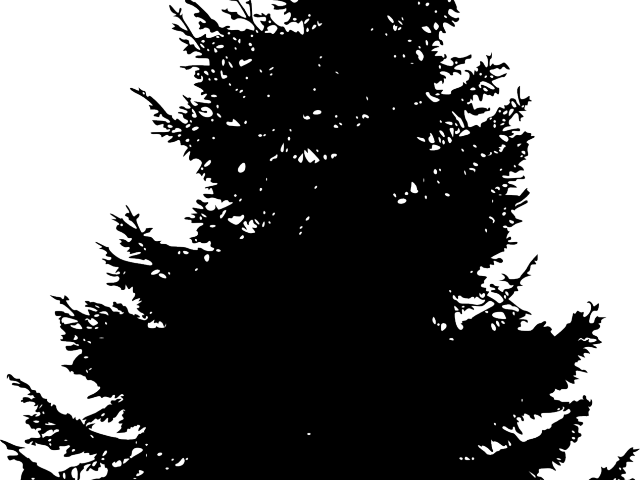 Pine Trees Silhouette - Black And White Pine Tree (640x480), Png Download
