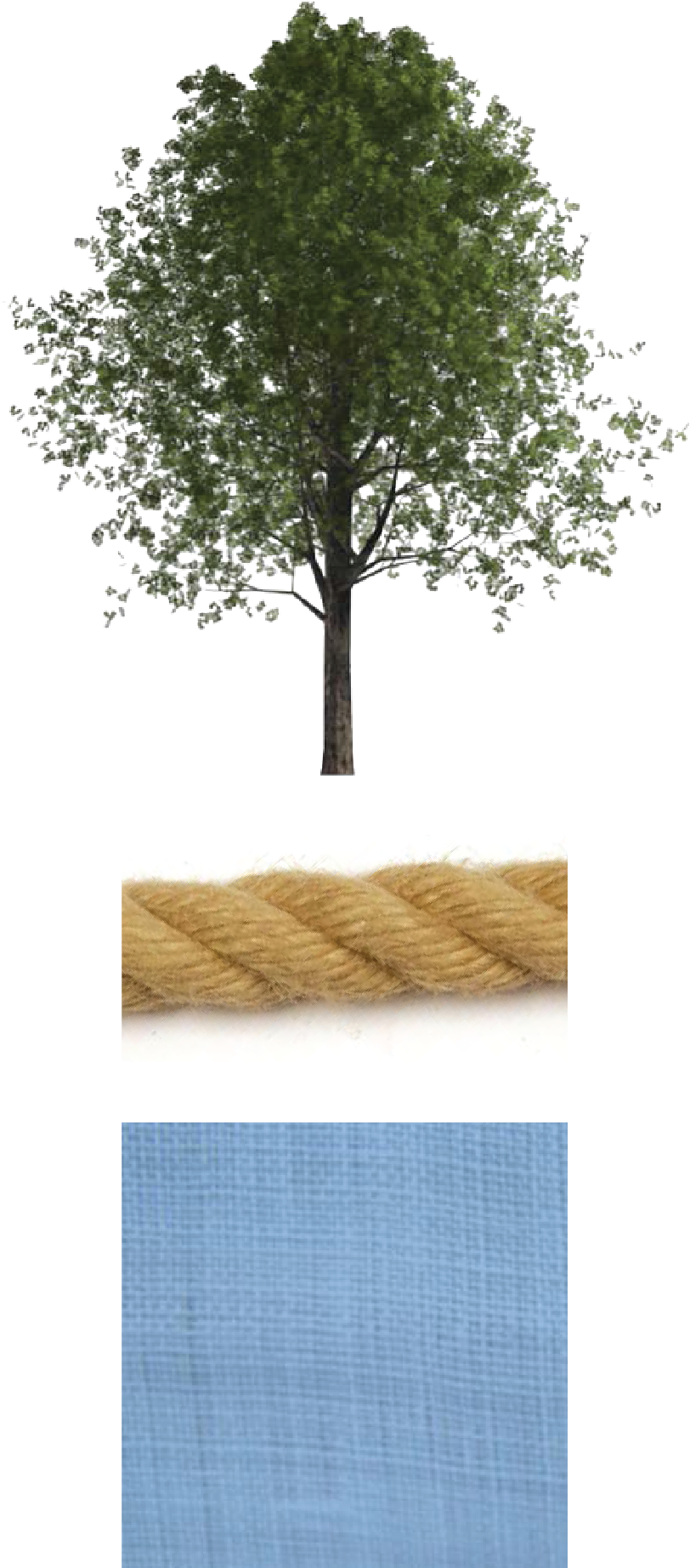 Oak (847x2063), Png Download