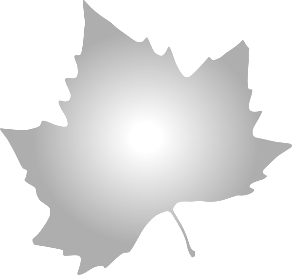 Maple Leaf White Png (600x566), Png Download