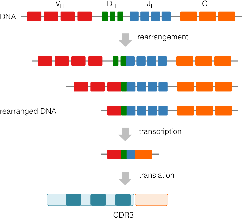 Images/ig Vdjrecombination - Vdj Recombination (806x739), Png Download