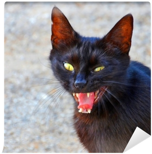 Back Cat (400x400), Png Download