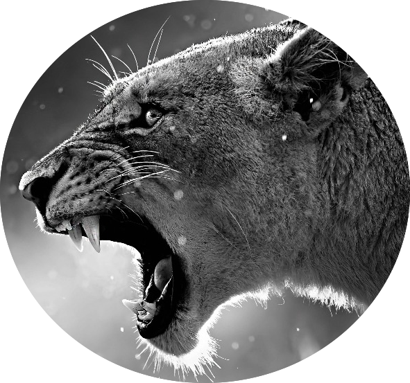 Grassland Angry Lion Animals Font B Big B Font Font - 4k Wallpaper Macbook Air (591x553), Png Download