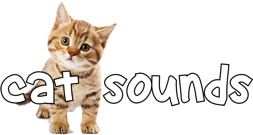 Little Kittens Png (1240x600), Png Download