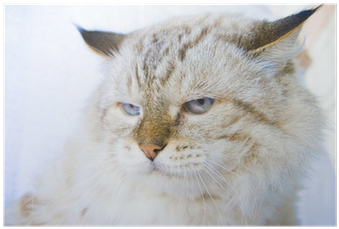Cat (400x400), Png Download