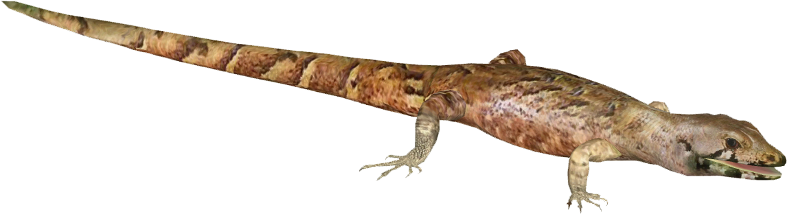Chevron Skink - Gekkonidae (1145x1145), Png Download