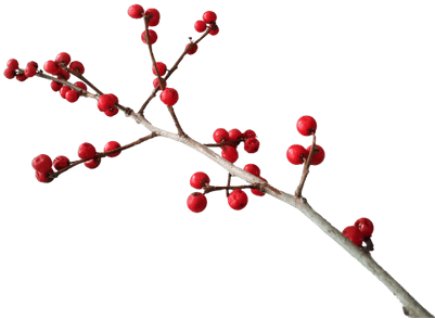 Christmas Branch Decoration - Twigs And Berries Png (400x400), Png Download