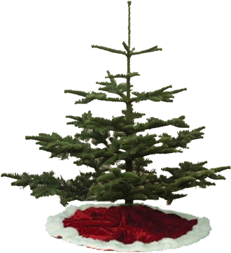 Silver Tip Christmas Trees - Types Of Christmas Tree (333x500), Png Download
