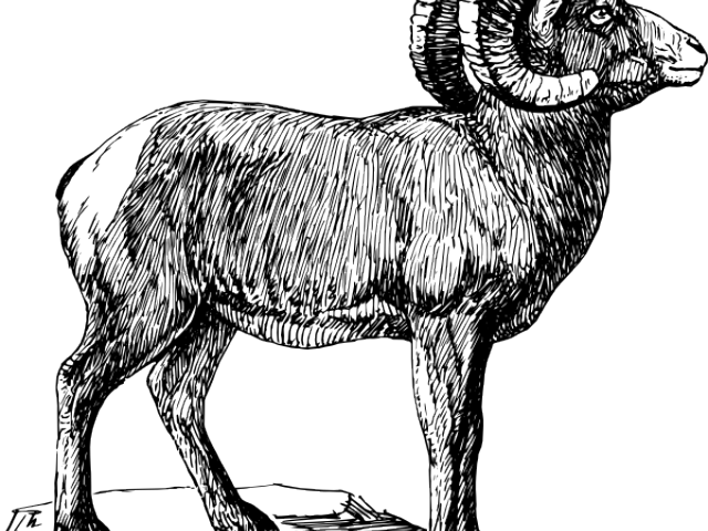 Horns Clipart Big Goat - Bighorn Sheep Black And White (640x480), Png Download
