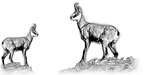 The Chamois Is A Bovine Animal With Some Goat Aspect - Chamois (596x325), Png Download