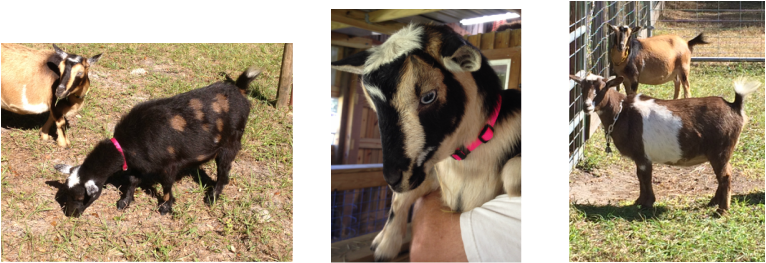 Like All Goat Owners Know, The More You Have, The More - Goat (766x263), Png Download