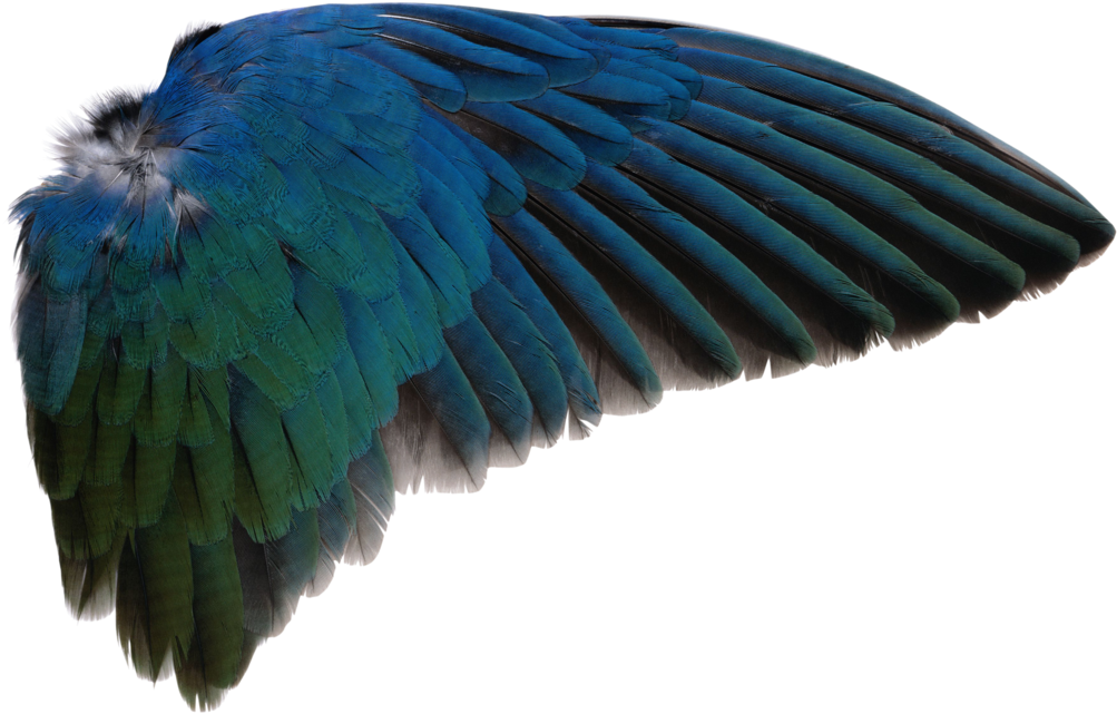 Wings Png, Colorful Birds, Animal Drawings, Bird Wings (1100x726), Png Download