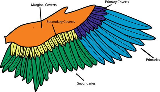 Bird - Wings - Bird Wing (560x323), Png Download