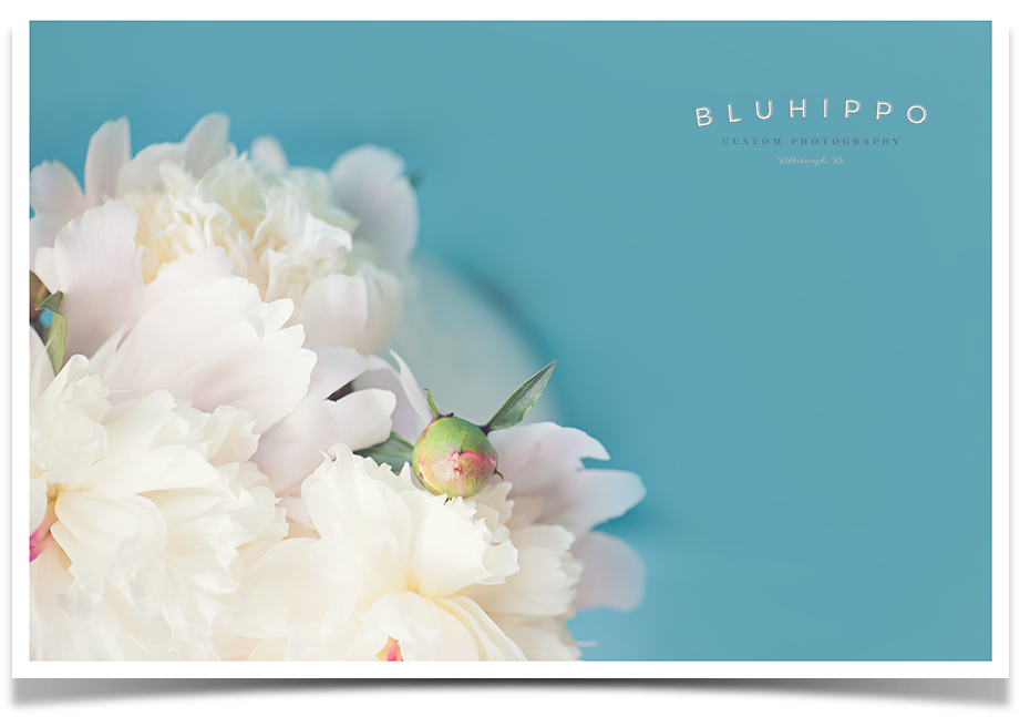 Beautiful Pictures Of Peonies - Peony (960x700), Png Download