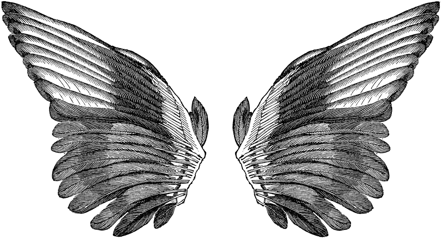 Birds Wings Drawing - Heavy Horses Pale Rider (1600x941), Png Download