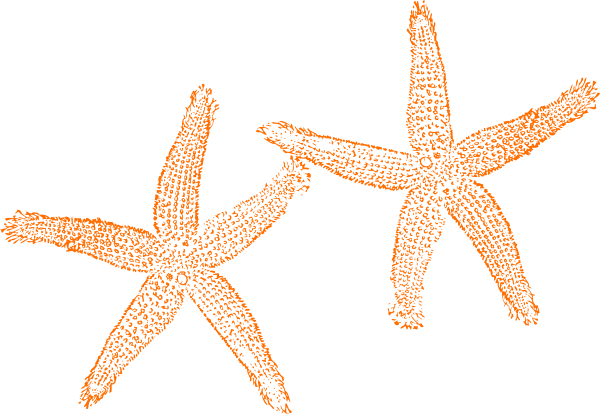 Orange Starfish Clipart - Clipart Starfish No Background (600x414), Png Download