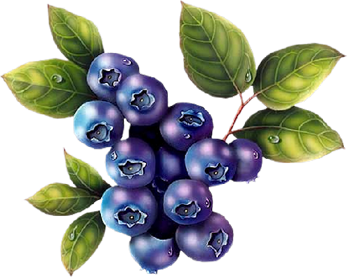 Décorations Diverses - Wild Blueberry Clipart (500x399), Png Download