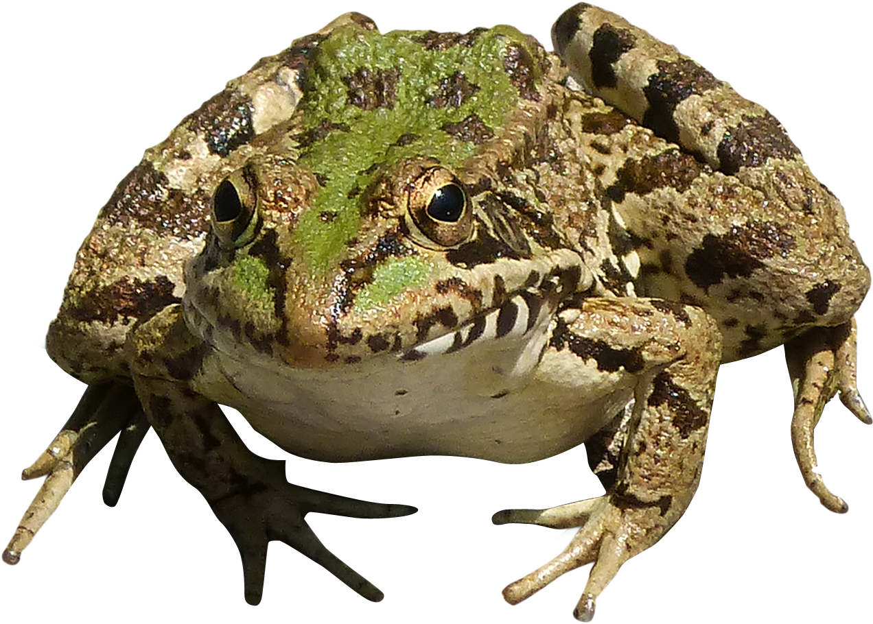 Frog Png (1370x985), Png Download
